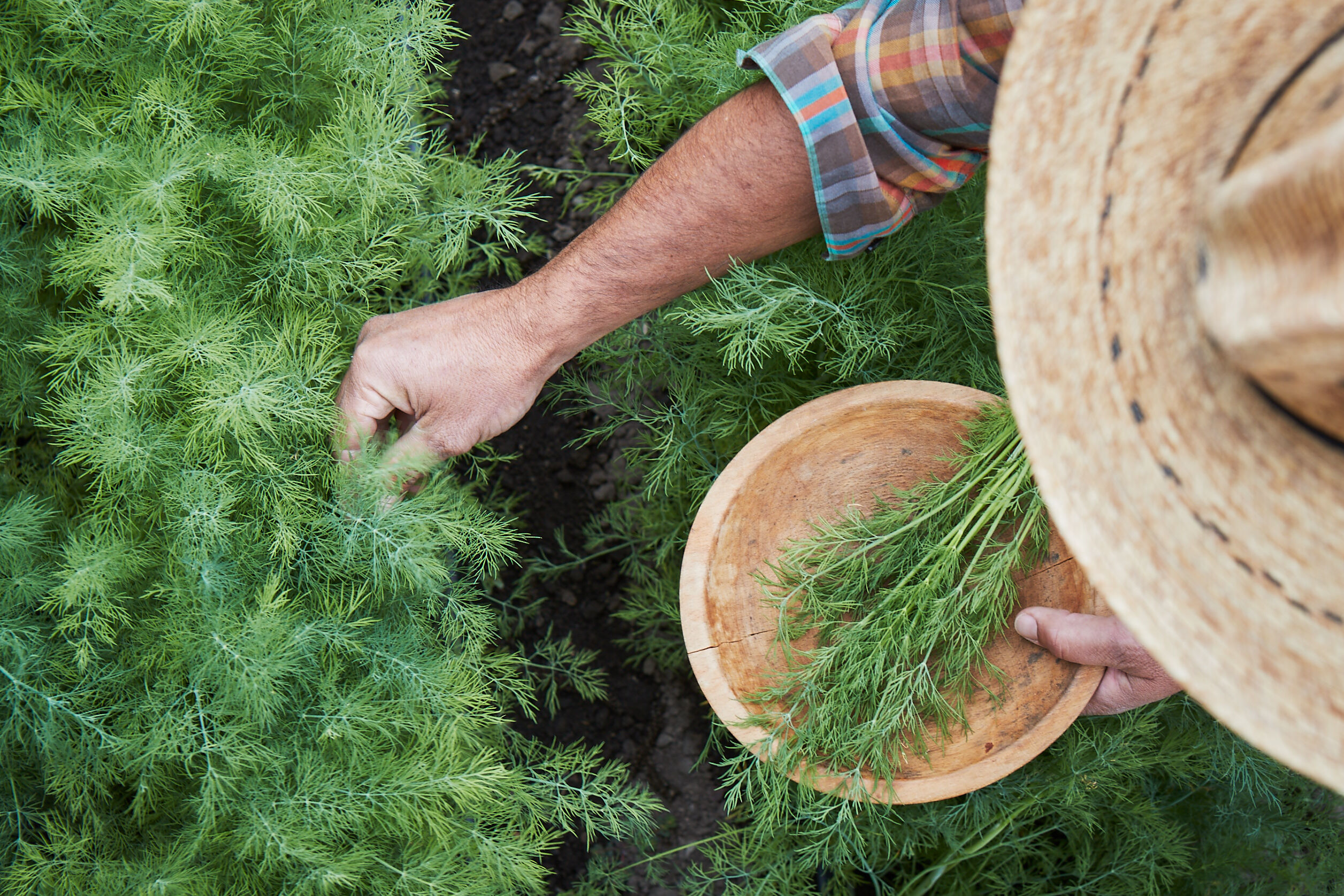 A person picking herbs from a garden